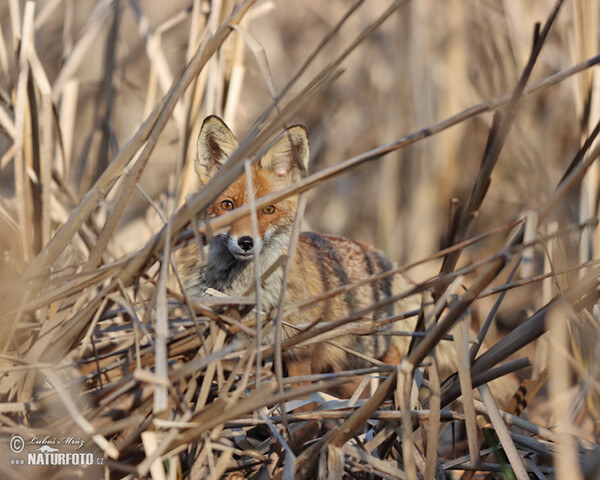 Liška obecná (Vulpes vulpes)