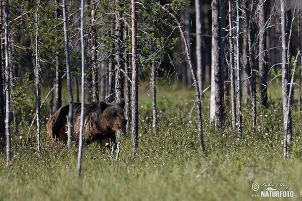 Medvěd hnědý (Ursus arctos)