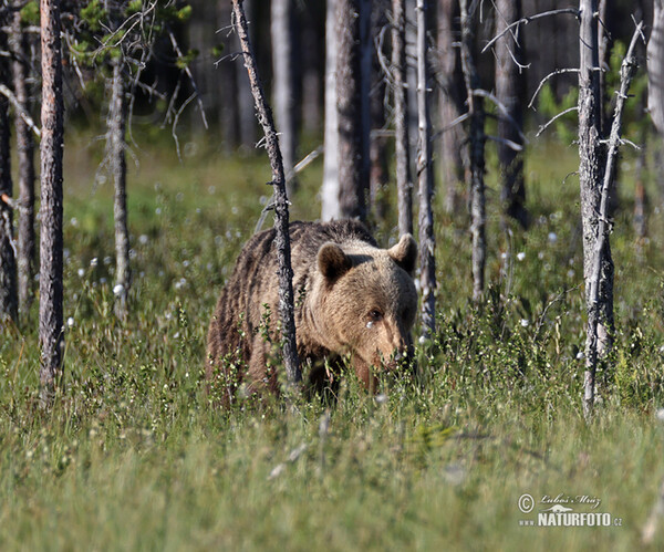 Medvěd hnědý (Ursus arctos)