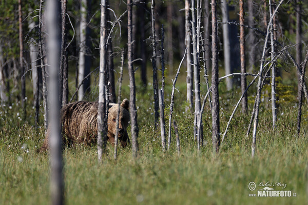 Medvěd hnědý (Ursus arctos)