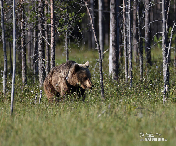 Medvěd hnědý (Ursus arctos)