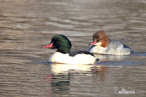 Morčák velký (Mergus merganser)