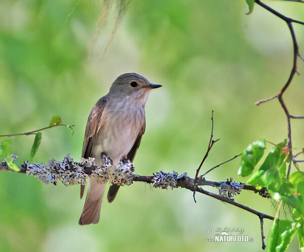 Muchár sivý (Muscicapa striata)