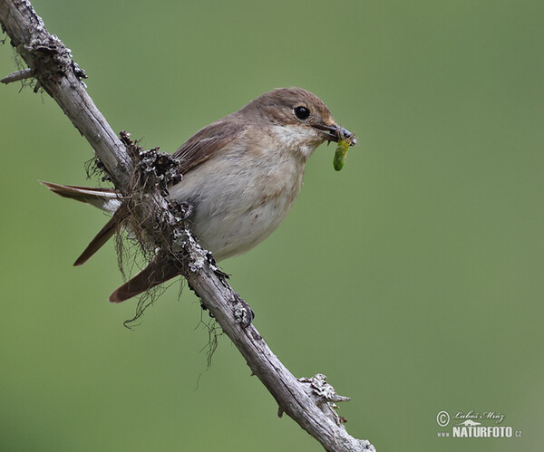 Muchárik čiernohlavý (Ficedula hypoleuca)