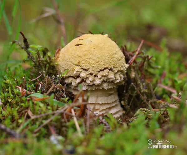 muchomůrka královská (Amanita regalis)