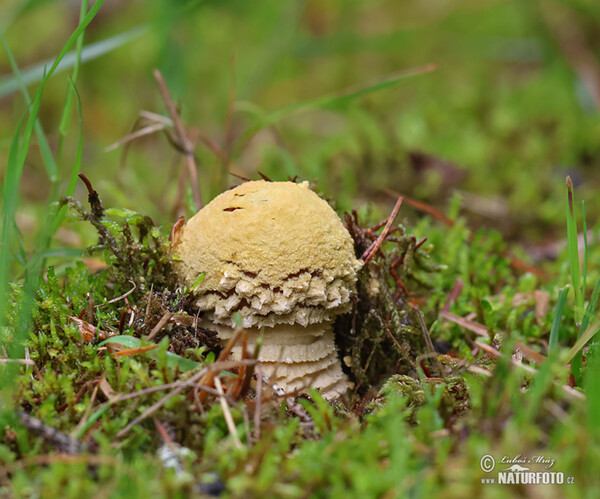 muchomůrka královská (Amanita regalis)