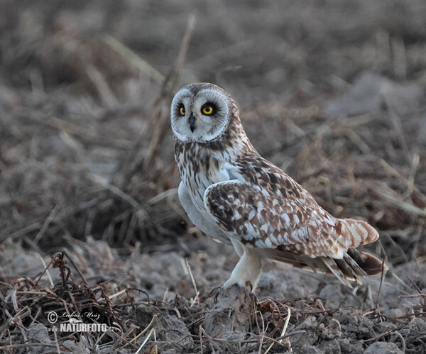 Myšiarka močiarna (Asio flammeus)