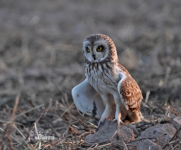 Myšiarka močiarna (Asio flammeus)