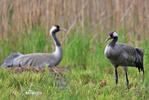 Jeřáb popelavý (Grus grus)