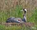 Jeřáb popelavý (Grus grus)