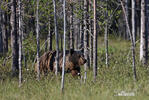 Medvěd hnědý (Ursus arctos)