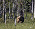 Medvěd hnědý (Ursus arctos)