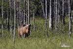 Medvěd hnědý (Ursus arctos)