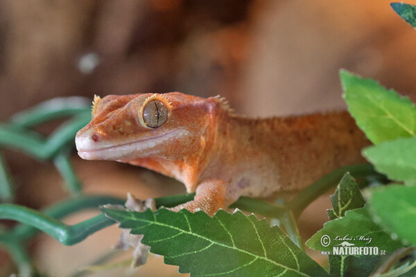 Pagekon řasnatý (Rhacodactylus ciliatus)