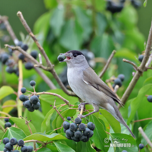 Penica čiernohlavá (Sylvia atricapilla)