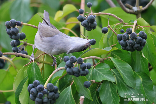 Penica čiernohlavá (Sylvia atricapilla)