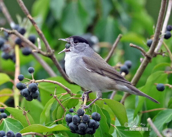 Penica čiernohlavá (Sylvia atricapilla)