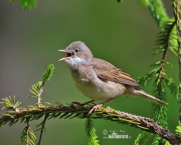 Penica obyčajná (Sylvia communis)