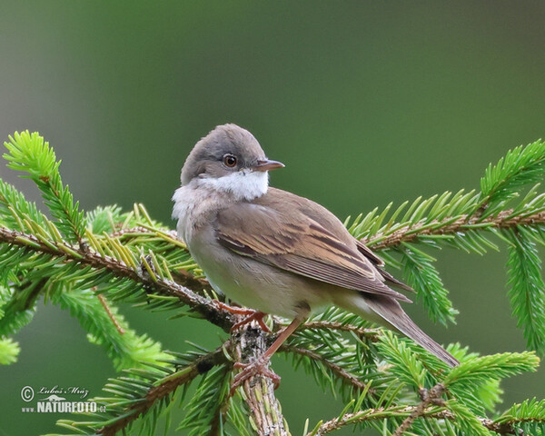 Pěnice hnědokřídlá (Sylvia communis)