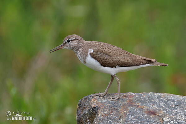 Pisík obecný (Actitis hypoleucos)