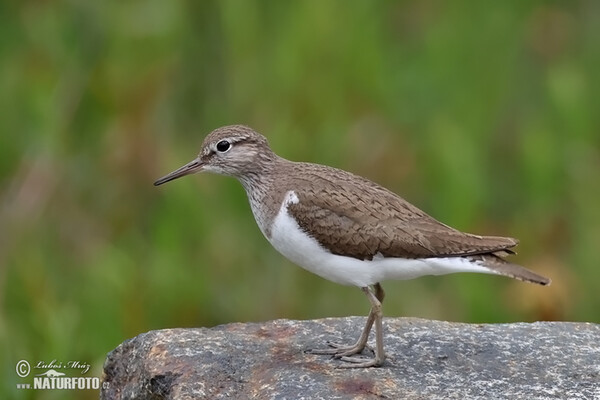 Pisík obecný (Actitis hypoleucos)