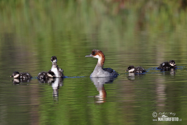 Potápač biely (Mergus albellus)