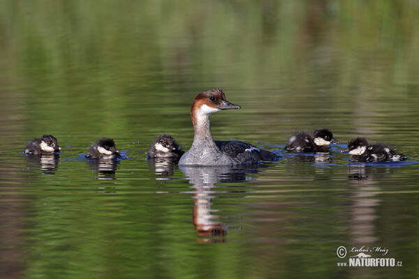 Potápač biely (Mergus albellus)