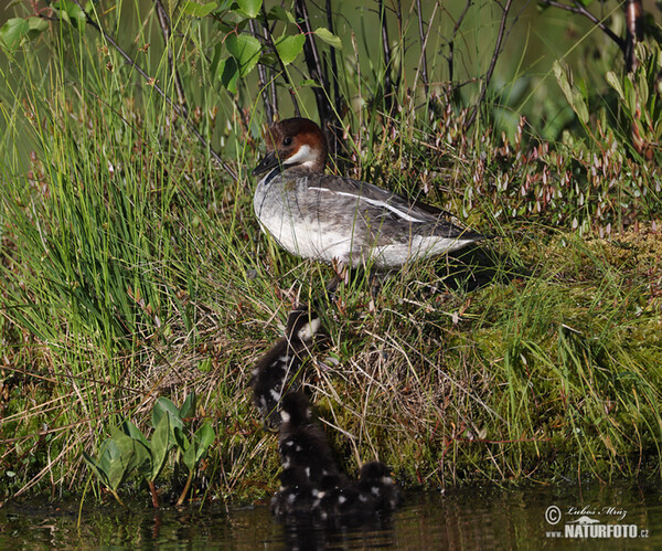 Potápač biely (Mergus albellus)