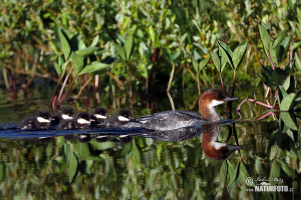 Potápač biely (Mergus albellus)