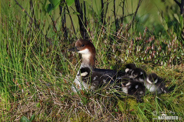 Potápač biely (Mergus albellus)