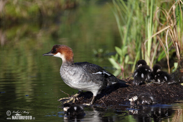 Potápač biely (Mergus albellus)