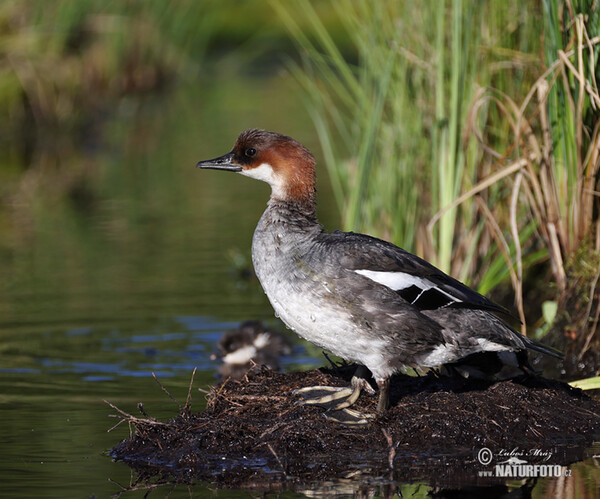 Potápač biely (Mergus albellus)