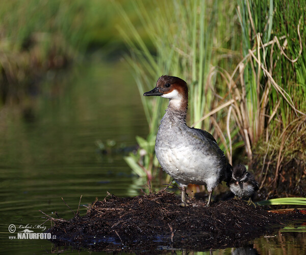 Potápač biely (Mergus albellus)