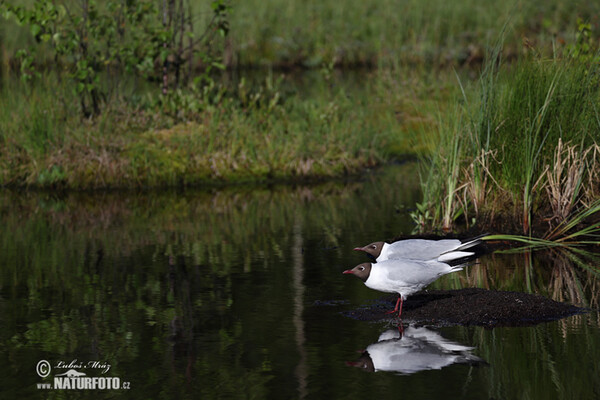 Racek chechtavý (Chroicocephalus ridibundus)