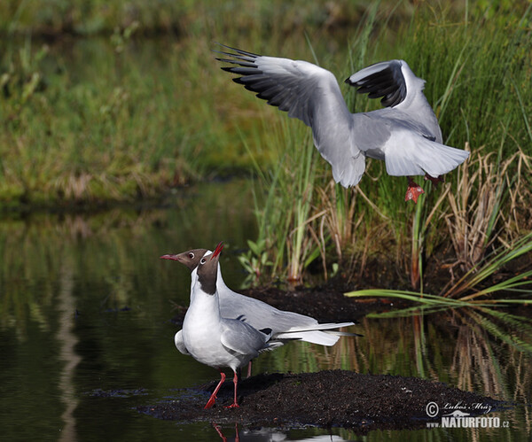 Racek chechtavý (Chroicocephalus ridibundus)