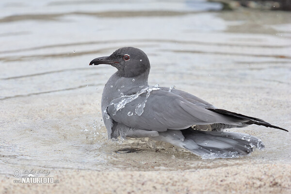 Racek lávový (Leucophaeus fuliginosus)