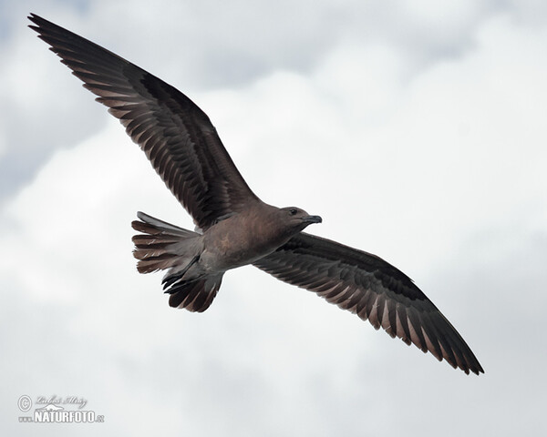 Racek lávový (Leucophaeus fuliginosus)