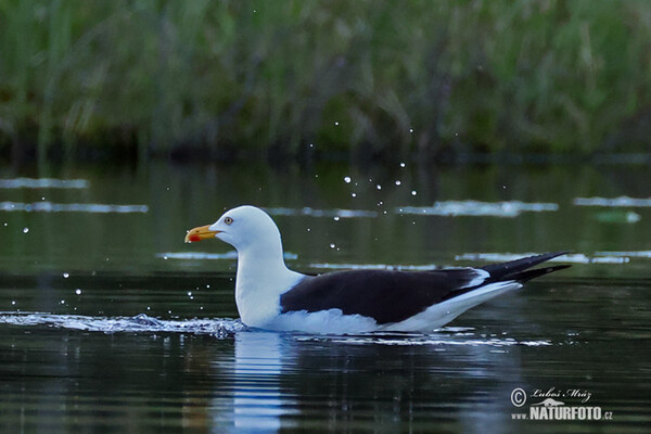 Racek žlutonohý (Larus fuscus)