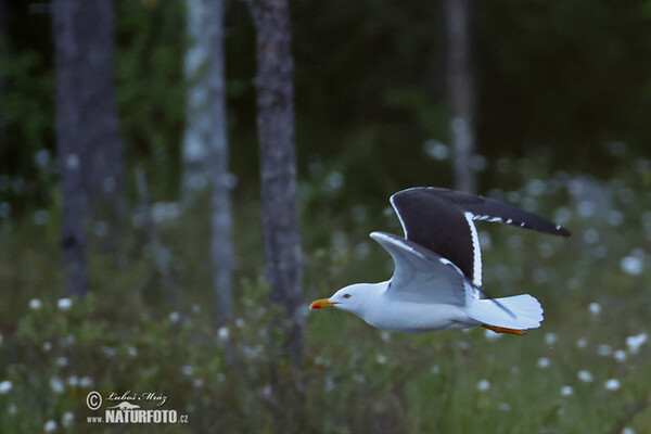 Racek žlutonohý (Larus fuscus)