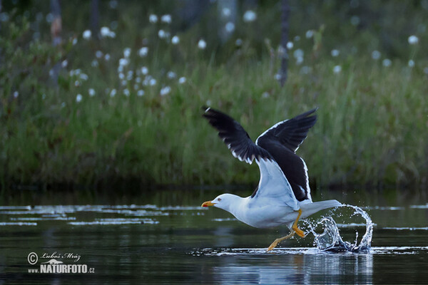 Racek žlutonohý (Larus fuscus)