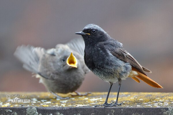 Rehek domácí (Phoenicurus ochruros)