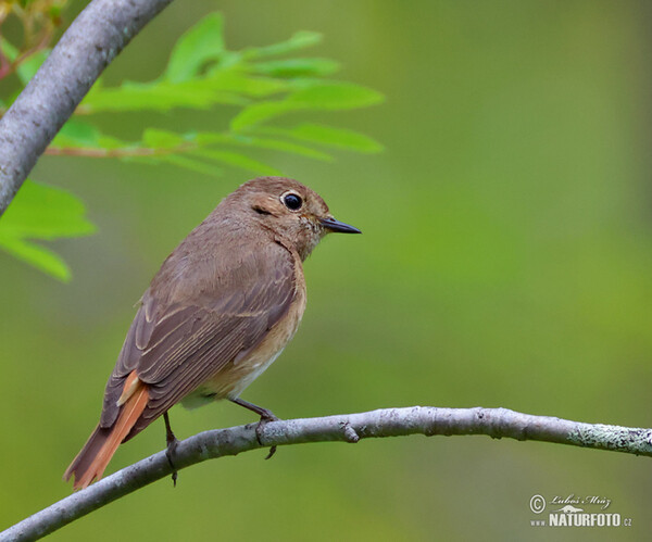 Rehek zahradní (Phoenicurus phoenicurus)