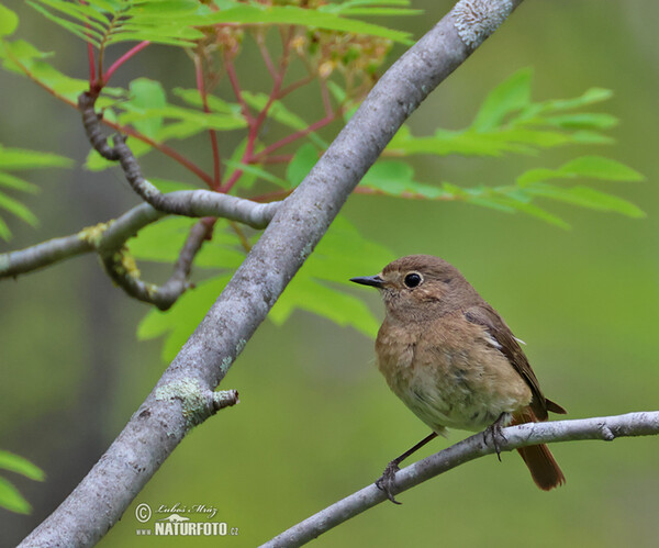 Rehek zahradní (Phoenicurus phoenicurus)