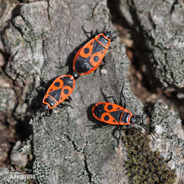 Ruměnice pospolná (Pyrrhocoris apterus)