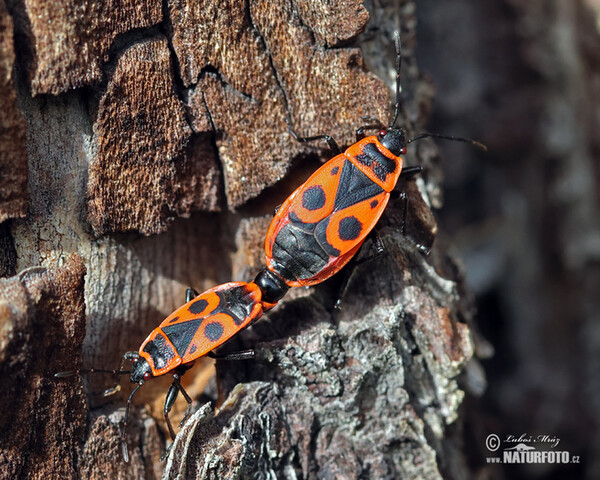 Ruměnice pospolná (Pyrrhocoris apterus)