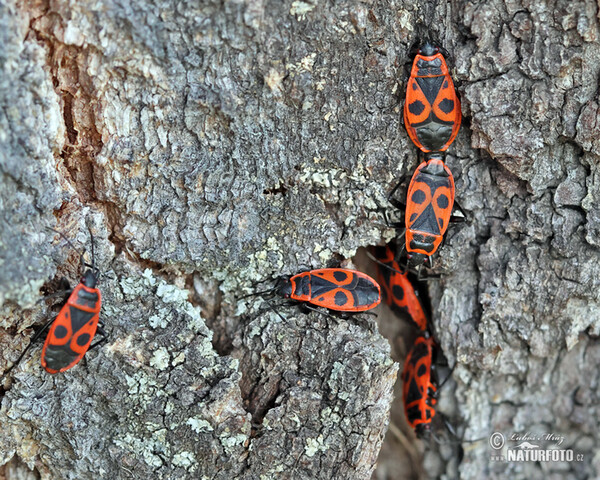 Ruměnice pospolná (Pyrrhocoris apterus)