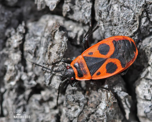 Ruměnice pospolná (Pyrrhocoris apterus)