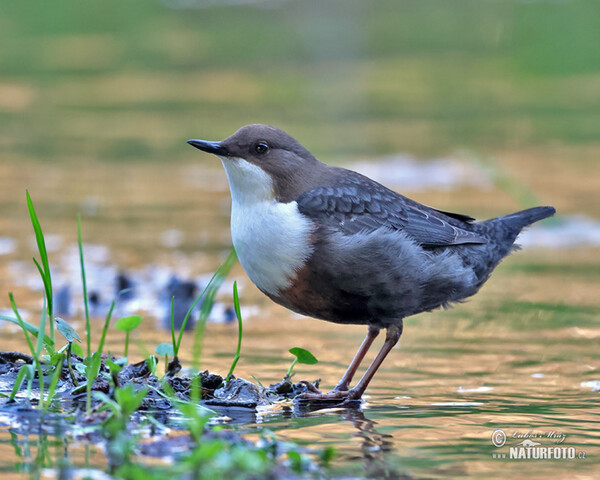 Skorec vodní (Cinclus cinclus)