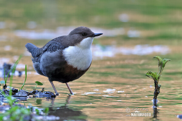 Skorec vodní (Cinclus cinclus)