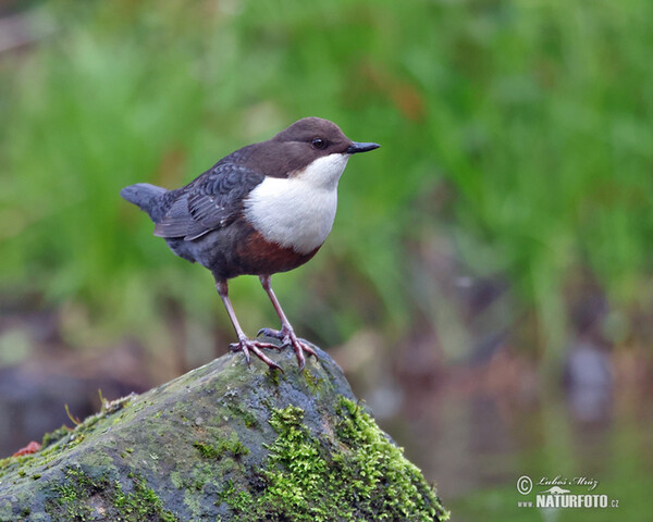 Skorec vodní (Cinclus cinclus)